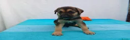 Meticcio cani in regalo: Cuccioli mix Pastore Tedesco, neanche 2 mesi  - Annuncio 6