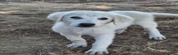 Meticcio cani in regalo: PROVOLA 🩷 L’ALLEGRIA ENTRA IN CASA 😍 a Provincia di Arezzo - Annuncio 2