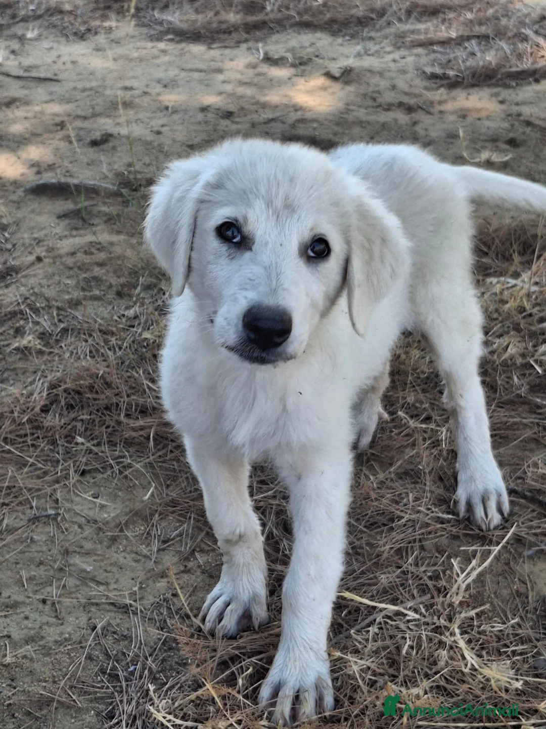 Meticcio cani in regalo: PROVOLA 🩷 L’ALLEGRIA ENTRA IN CASA 😍 a Provincia di Arezzo - Annuncio 2