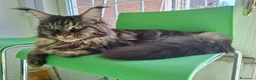 Maine Coon gatti in vendita: Cuccioli maine coon - Annuncio 3
