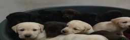Labrador cani in vendita: Cuccioli labrador  - Annuncio 3