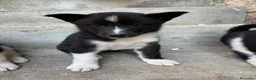 Cane da Orso della Carelia cani in vendita: Karelian Bear Dog  a Provincia del Verbano-Cusio-Ossola - Annuncio 5