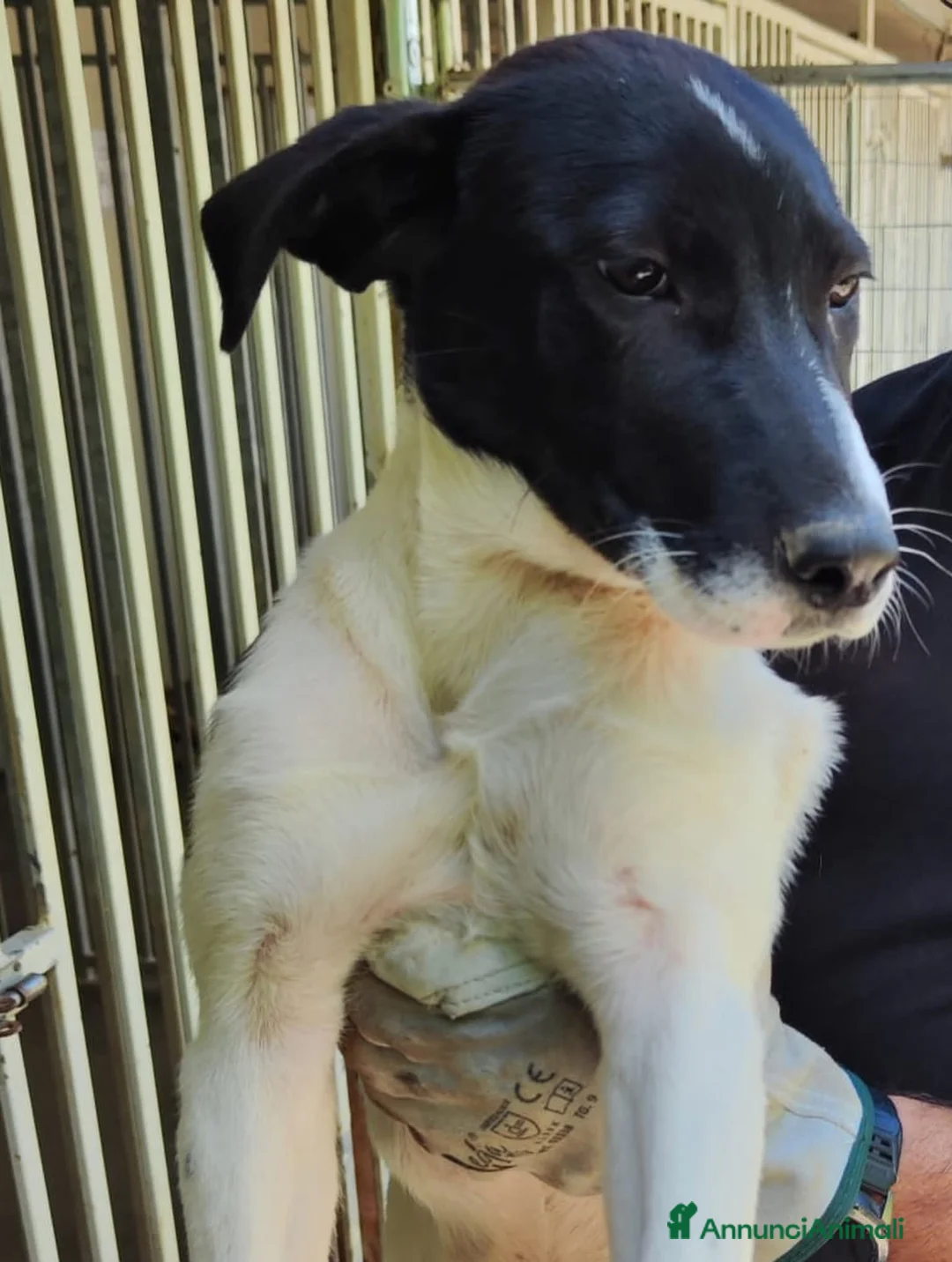 Meticcio cani in regalo: Adotta Chloe 5 mesi - Annuncio 2