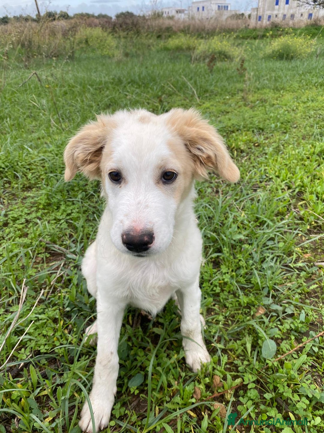 Meticcio cani in regalo: FUFFY  - Annuncio 1