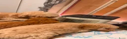 Barboncino cani in vendita: Vendita - Annuncio 2