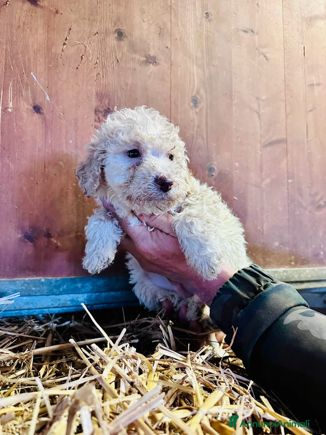 Lagotto cani in vendita: Cuccioli Lagotto - Annuncio 2