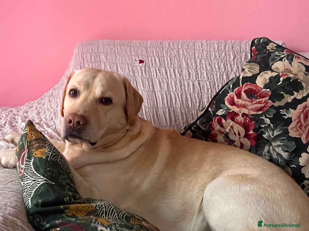 Labrador cani per accoppiamento: Cerco femmina di labrador per accoppiamento - Annuncio 3