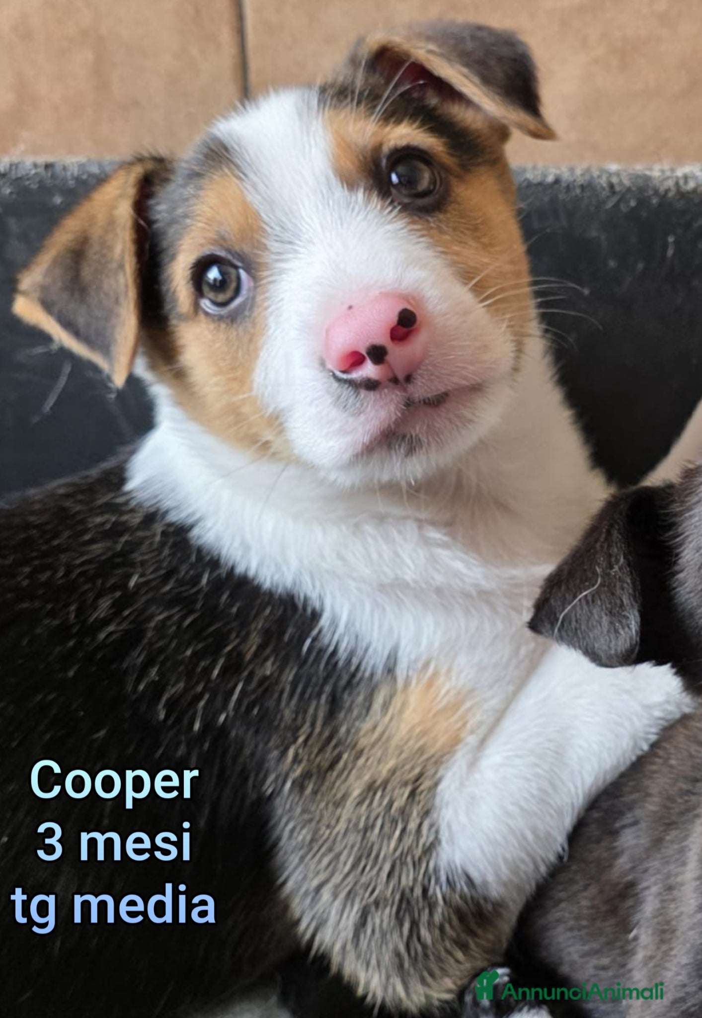 Meticcio cani TANTI CUCCIOLI SOLI - Annuncio 4