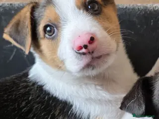 Meticcio cani TANTI CUCCIOLI SOLI - Annuncio 4