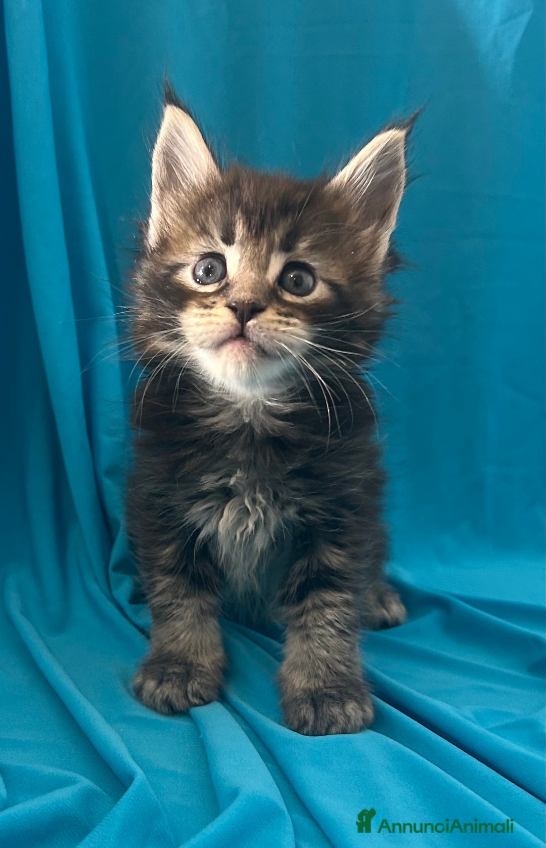 Maine Coon gatti in vendita: Maine coon con pedigree  - Annuncio 2