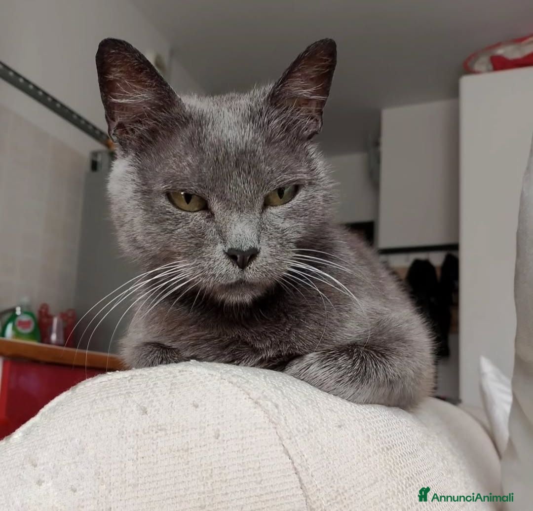 Meticcio gatti GATTI ADULTI DOLCISSIMI - Annuncio 1