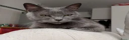 Meticcio gatti in regalo: GATTI ADULTI DOLCISSIMI - Annuncio 1