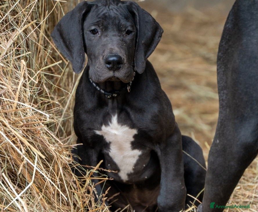 Alano cani cuccioli di alano - Annuncio 1
