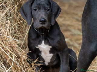 Alano cani in vendita: cuccioli di alano - Annuncio 1