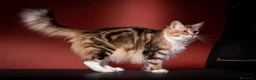 Maine Coon gatti in vendita: Mainemarie Barbera - Annuncio 3