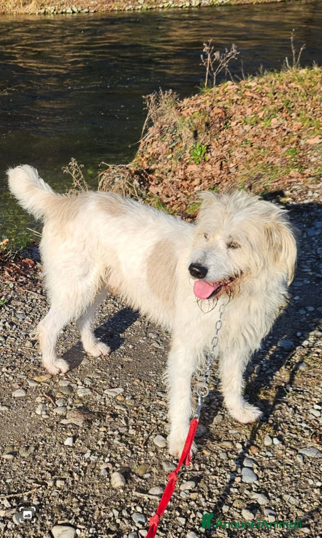 Meticcio cani in regalo: Spinone 4anni tolto da maltrattamenti!! SOS NOVARA a Città metropolitana di Milano - Annuncio 1