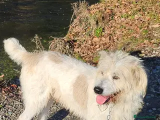 Meticcio cani Spinone 4anni tolto da maltrattamenti!! SOS NOVARA a Città metropolitana di Milano - Annuncio 13