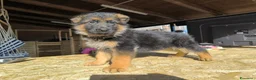 Pastore Tedesco cani in vendita: CUCCIOLI D PASTORE TEDESCO - Annuncio 7