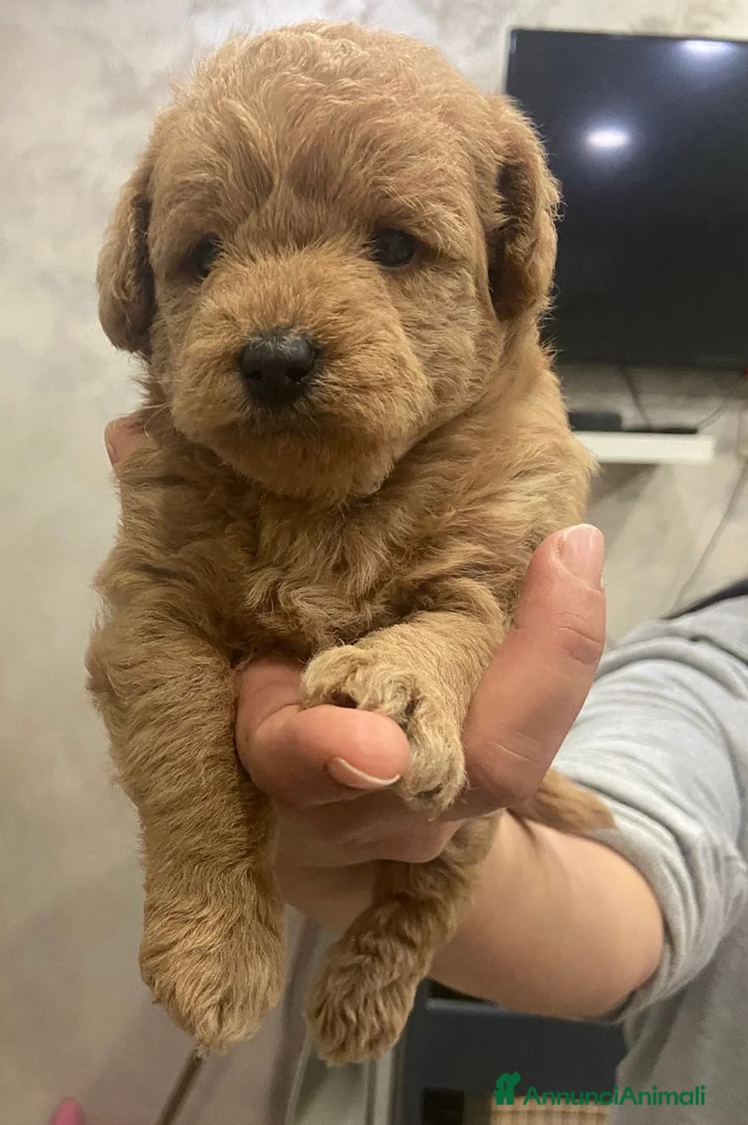 Maltipoo cani in vendita: Maltipoo a Città Metropolitana di Napoli - Annuncio 5