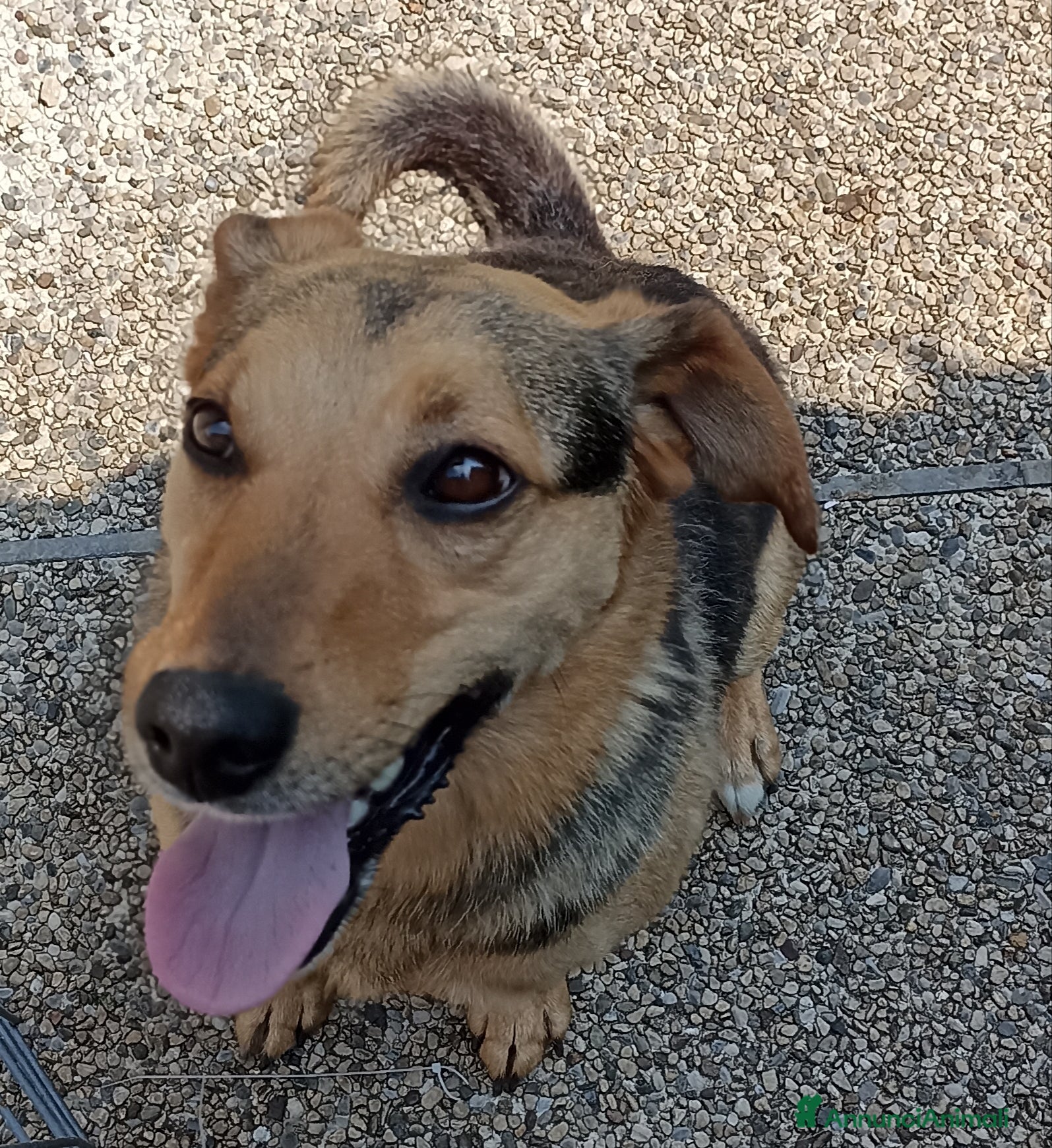 Meticcio cani Simil pastore  - Annuncio 2