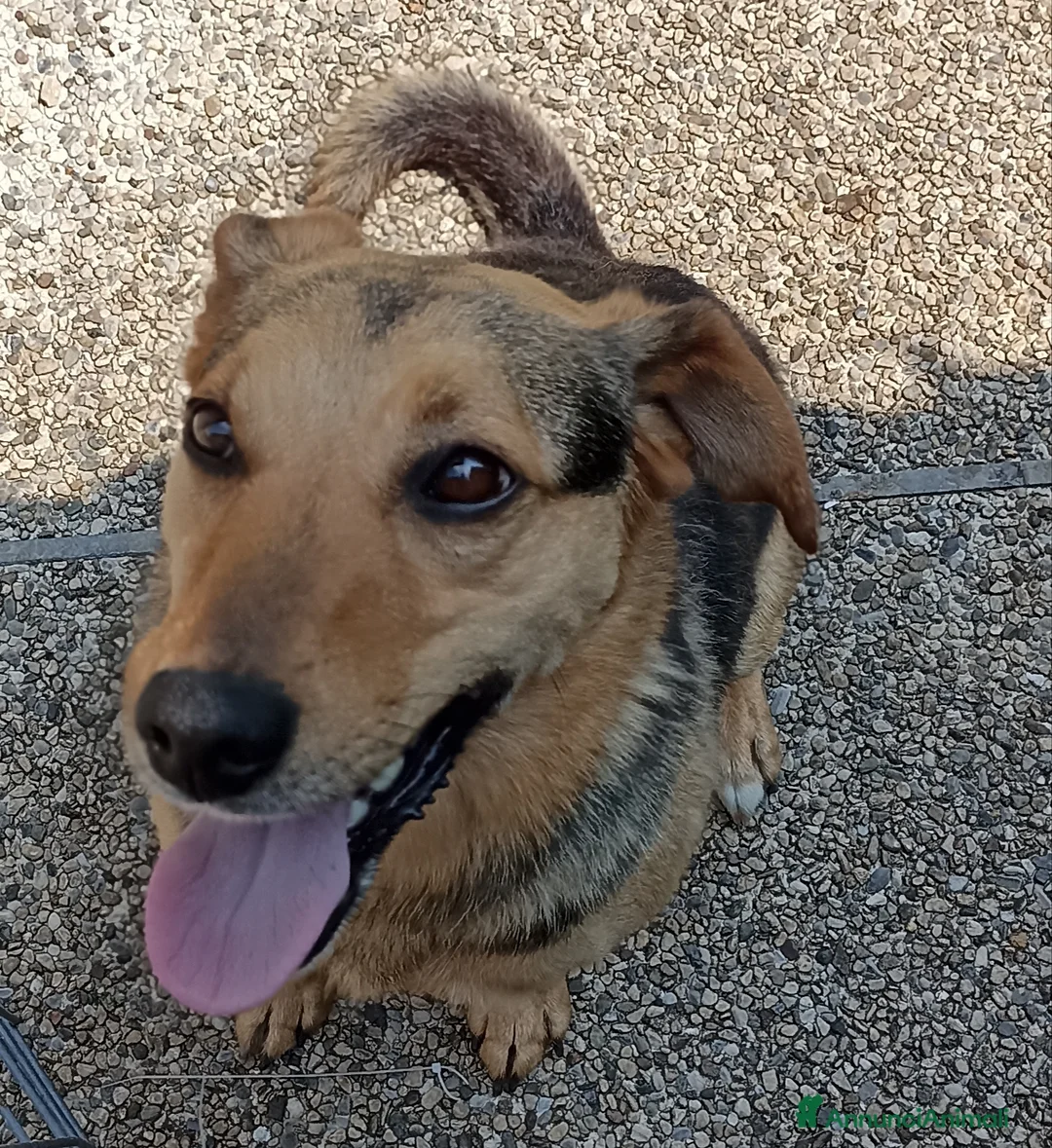 Meticcio cani in regalo: Simil pastore  - Annuncio 2