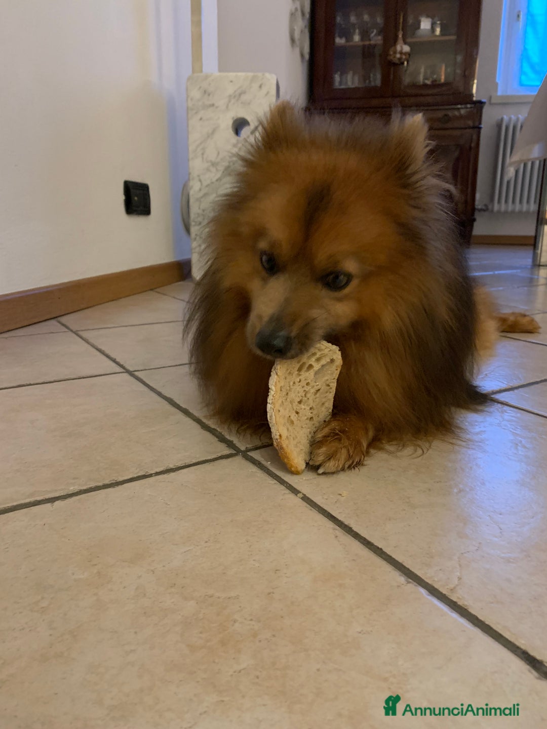 Volpino Italiano cani per accoppiamento: Volpino italiano rosso cerca fidanzata - Annuncio 2