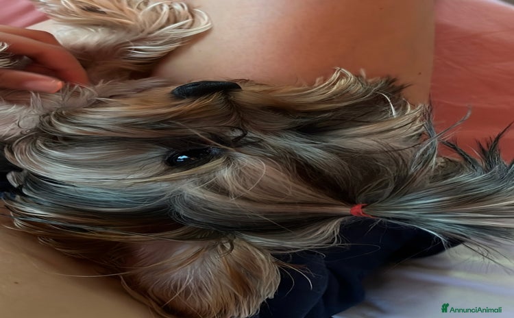 Yorkshire cani - Annuncio 1