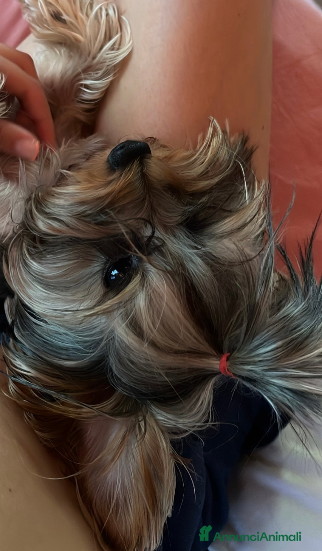 Yorkshire cani per accoppiamento: Cane per monta  - Immagine 1