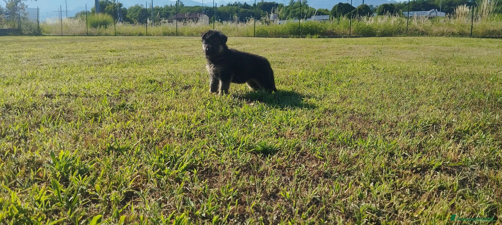 Pastore Tedesco cani Pastore tedesco  - Annuncio 4