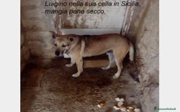 Meticcio cani in regalo: 12anni in canile PER FAVORE AIUTIAMOLO!Salerno a Milano - Immagine 1