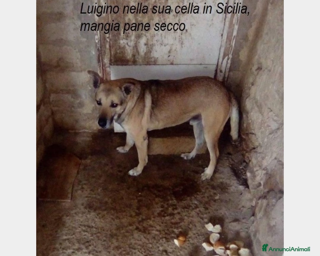 Meticcio cani in regalo: 12anni in canile PER FAVORE AIUTIAMOLO!Salerno a Milano - Immagine 1