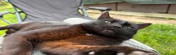 Europeo gatti in regalo: Geronimo dolce panterino  - Annuncio 2