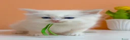 Ragdoll gatti in vendita: Cuccioli di ragdoll - Annuncio 16