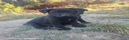 Meticcio cani in regalo: Cuccioli meticci - Annuncio 6