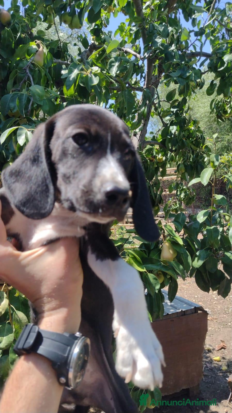 Setter Inglese cani Teo e Sofì 2 setter inglesi di 3 mesi (Catania) - Annuncio 4