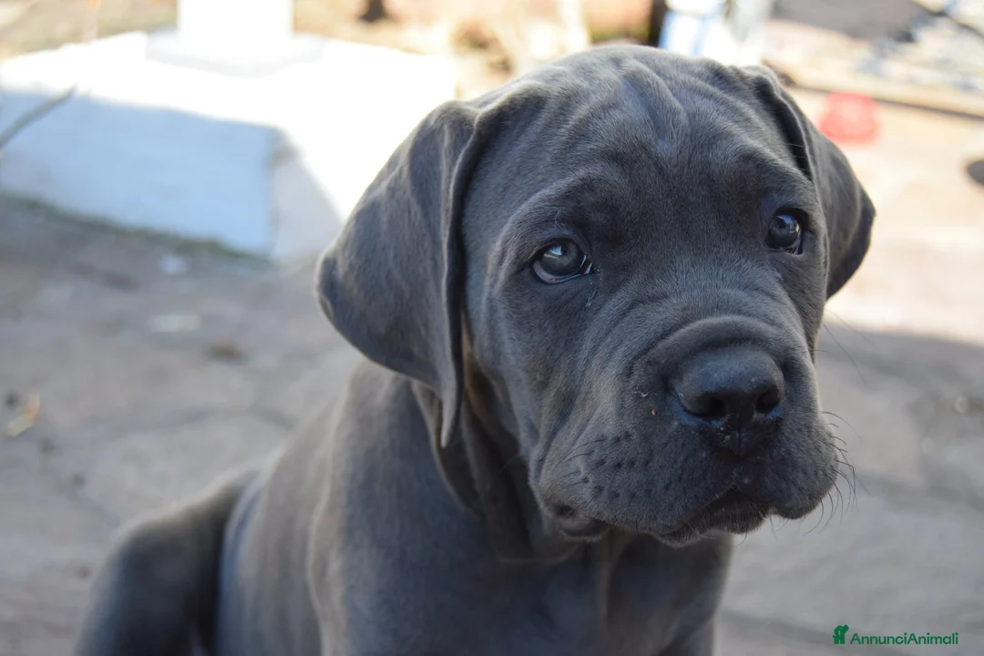 Cane Corso cani in vendita: Cuccioli di cane corso  - Annuncio 1