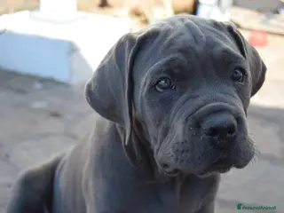 Cane Corso cani Cuccioli di cane corso - Annuncio 14