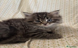 Siberiano gatti in vendita: Gattini siberiani ipoallergenici - Annuncio 6