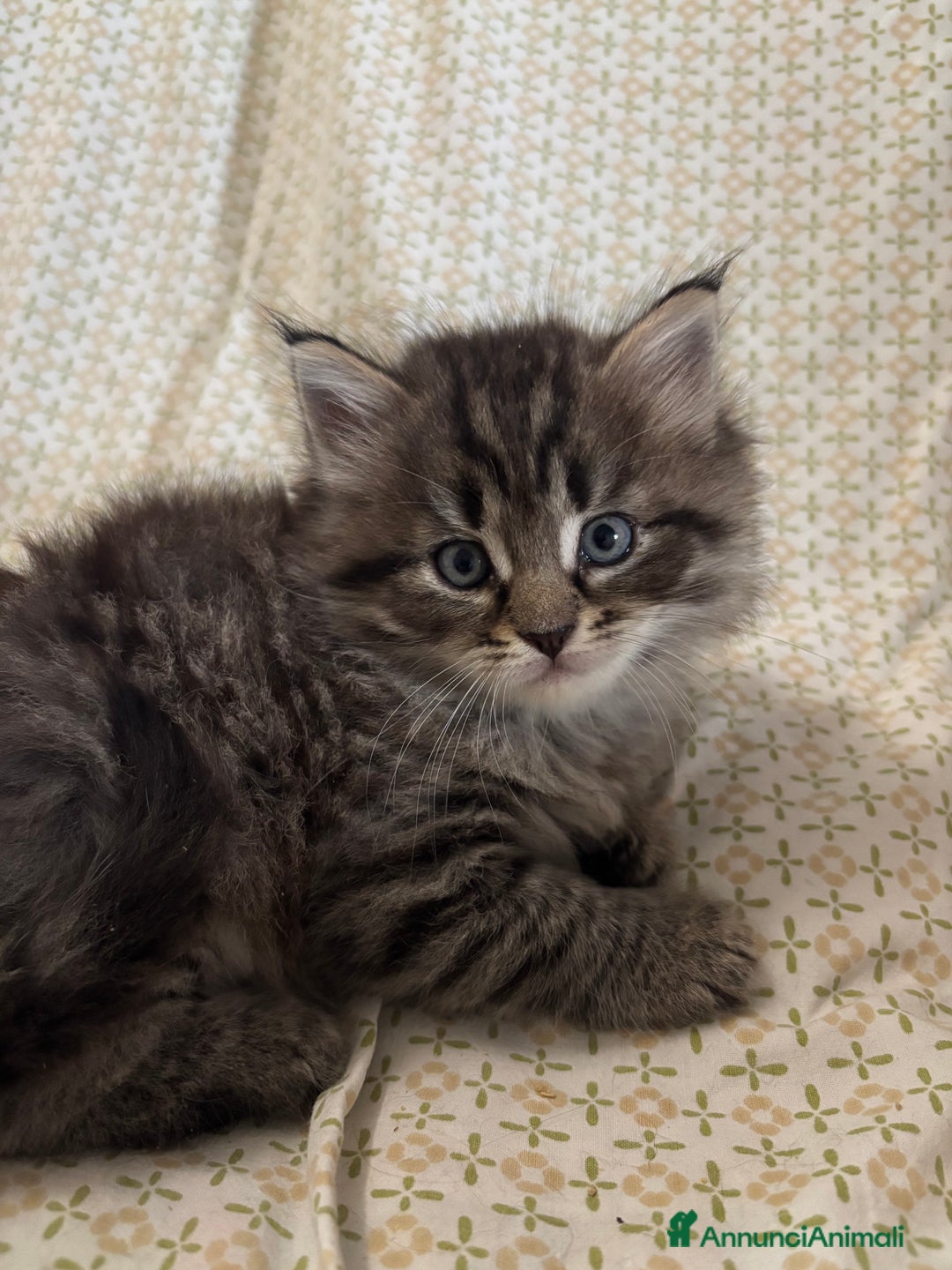 Siberiano gatti in vendita: Gattini siberiani ipoallergenici - Annuncio 6