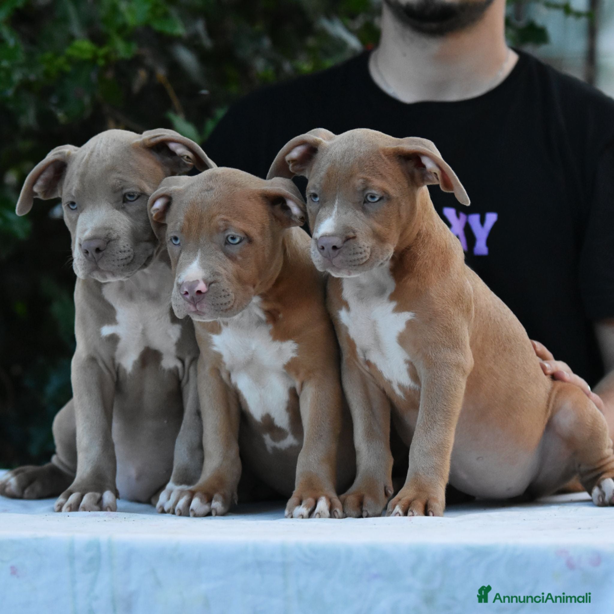 American Bully cani American Bully XL. - Annuncio 3