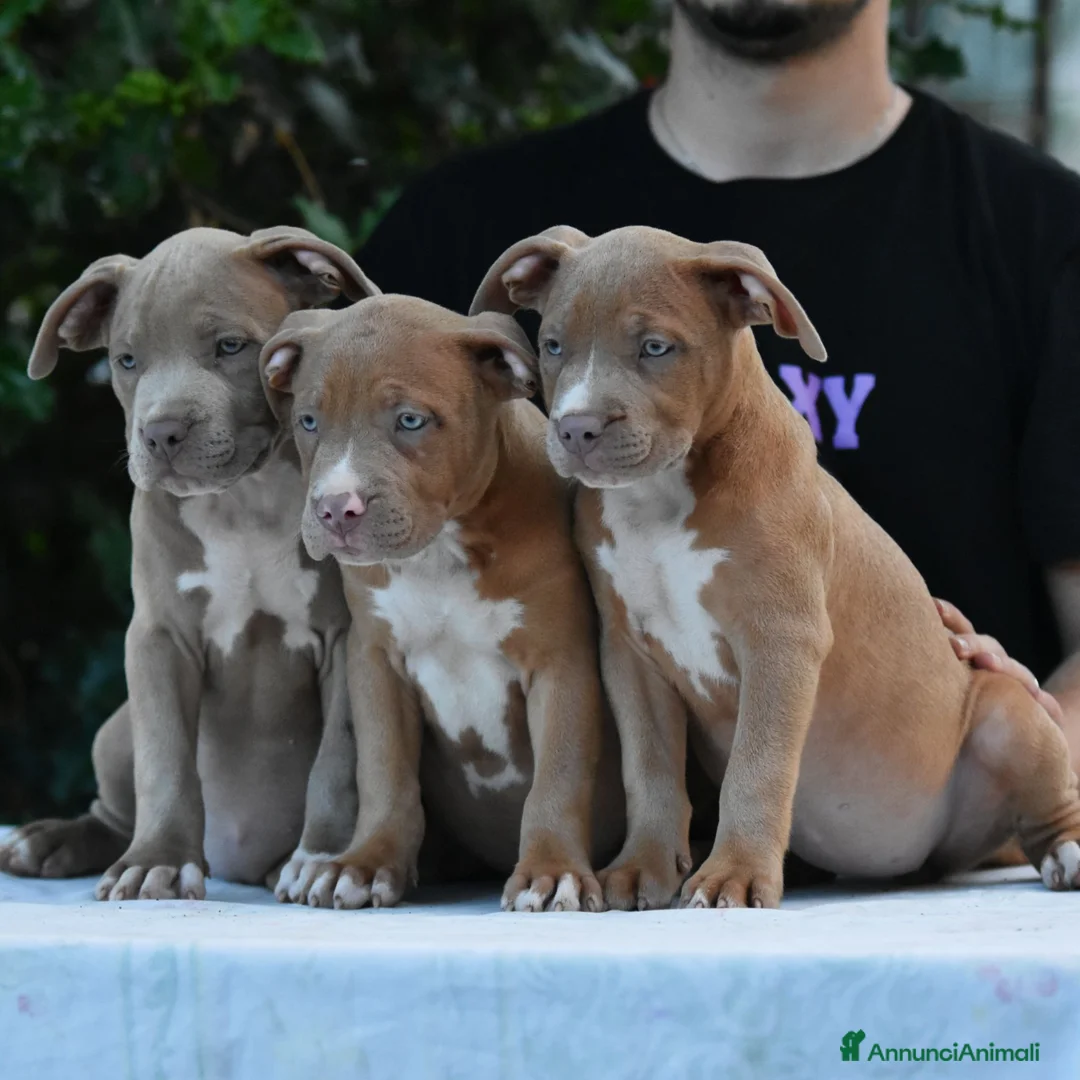 American Bully cani in vendita: American Bully XL. - Annuncio 1