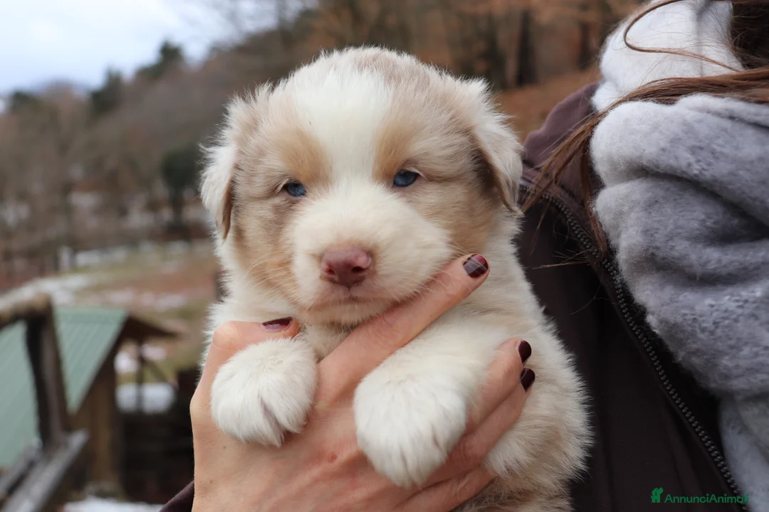 Australian Shepherd cani in vendita: Cuccioli pastore australiano - Annuncio 1