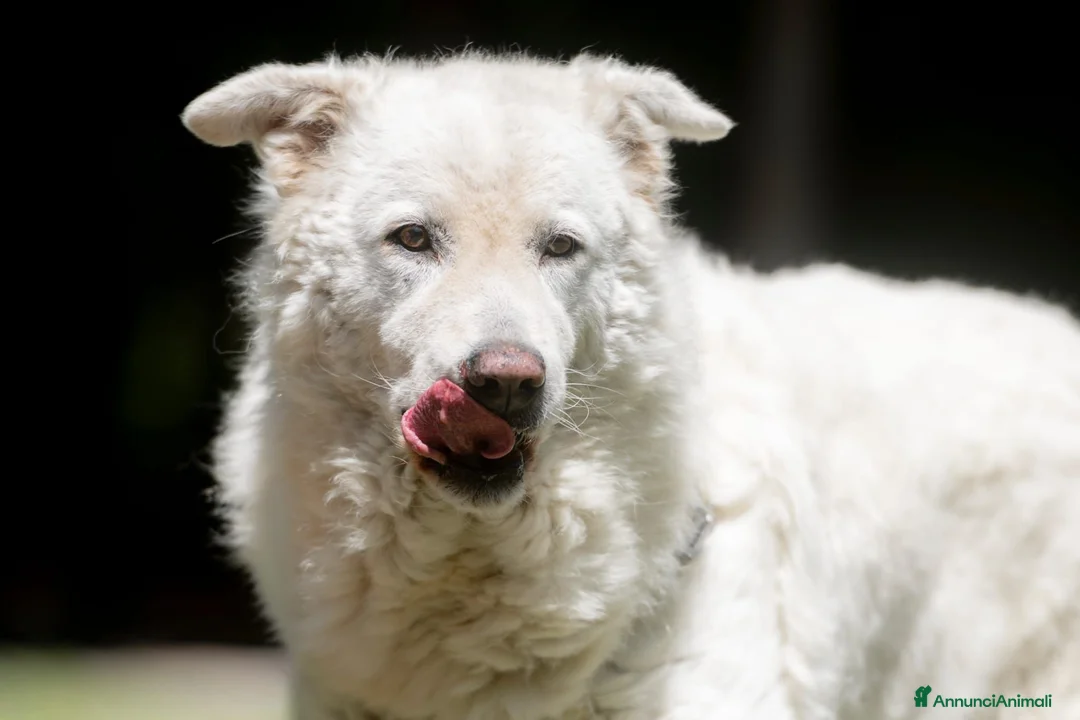 Meticcio cani in regalo: MINERVA UNA VITA DI STENTI, ORA IN CANILE - Annuncio 2