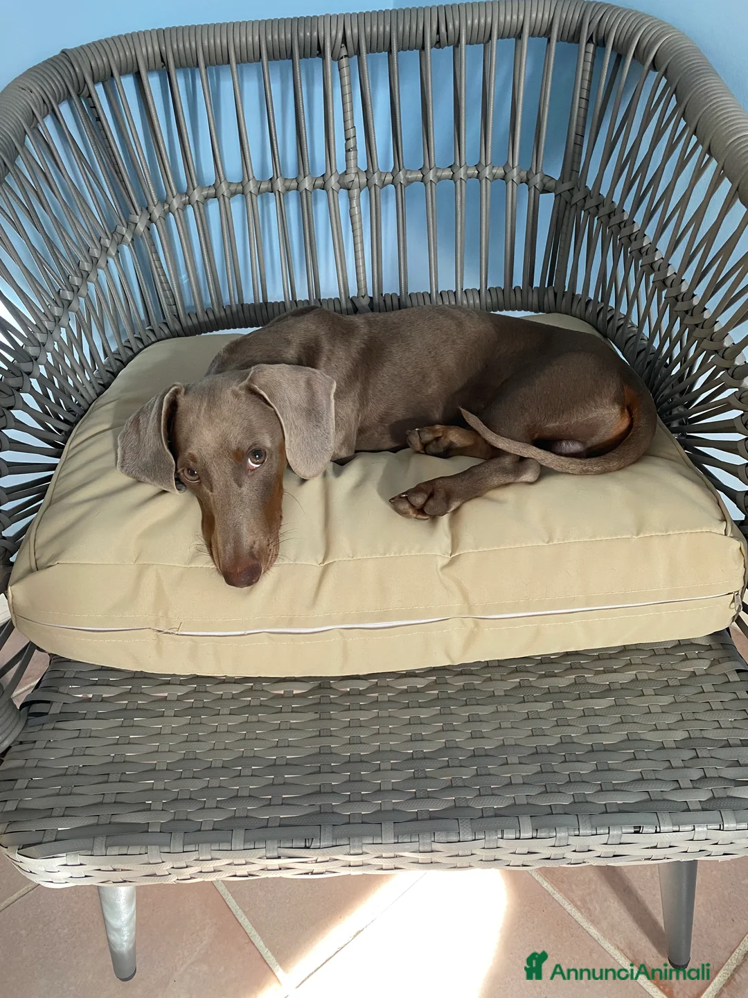 Bassotto cani per accoppiamento: Bassotto nano blue disponibile per monta.  - Annuncio 1