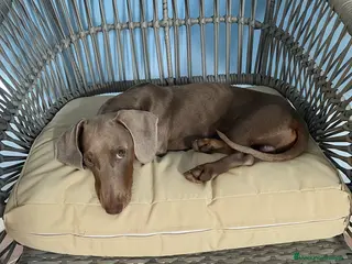 Bassotto cani Bassotto nano blue disponibile per monta. - Annuncio 8