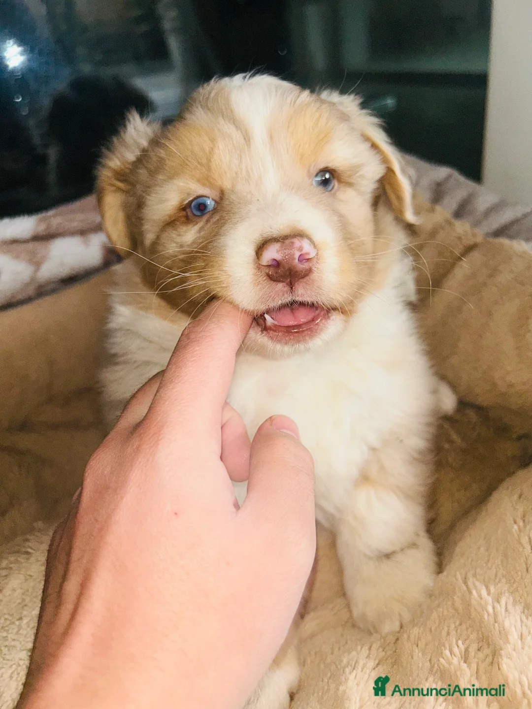 Australian Shepherd cani in vendita: Cucciolo maschio di pastore australiano  - Annuncio 6