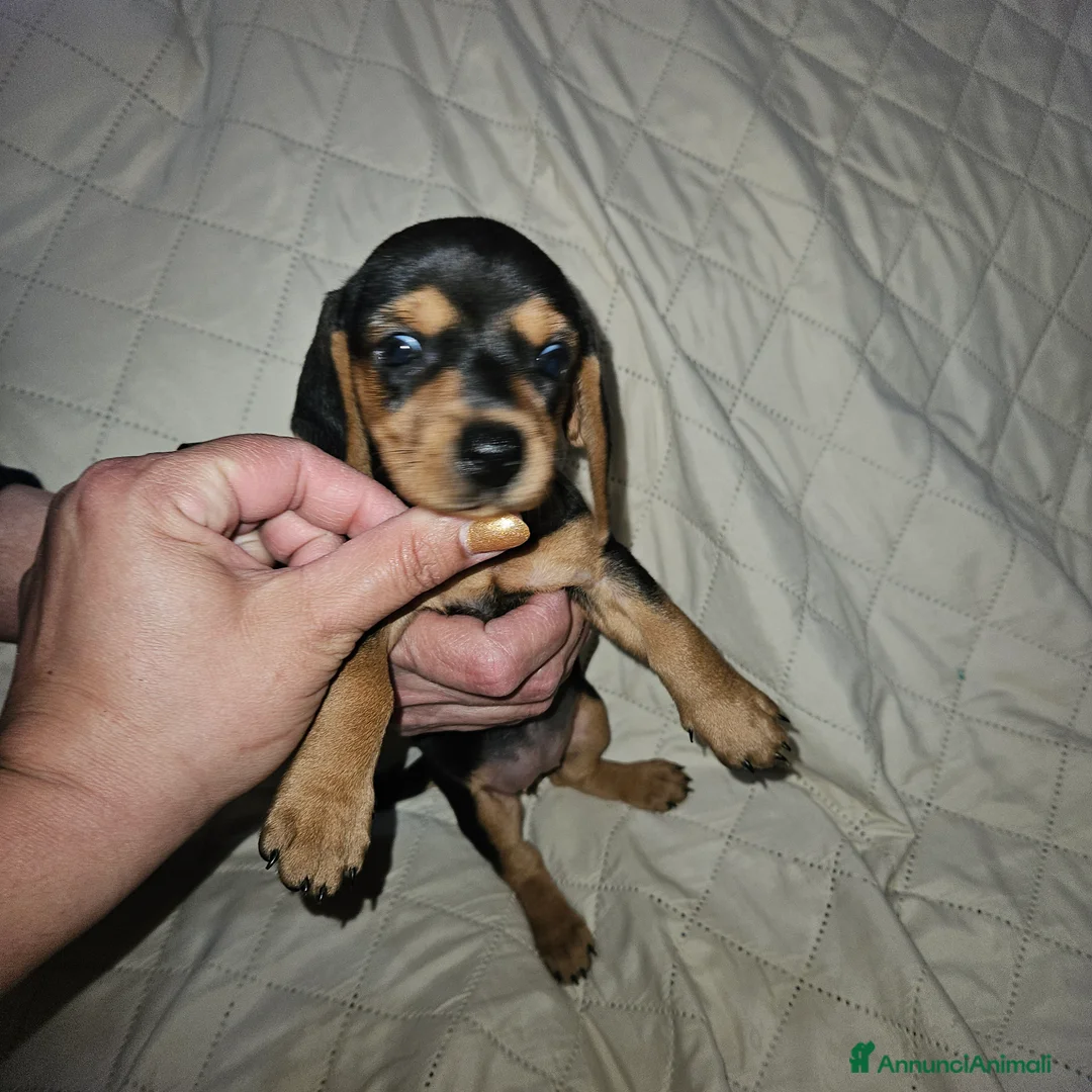 Bassotto cani in vendita: Bassotto nano kaninchen  - Annuncio 3