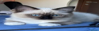 Ragdoll 3