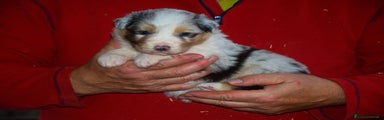 Australian Shepherd Cucciolo 5