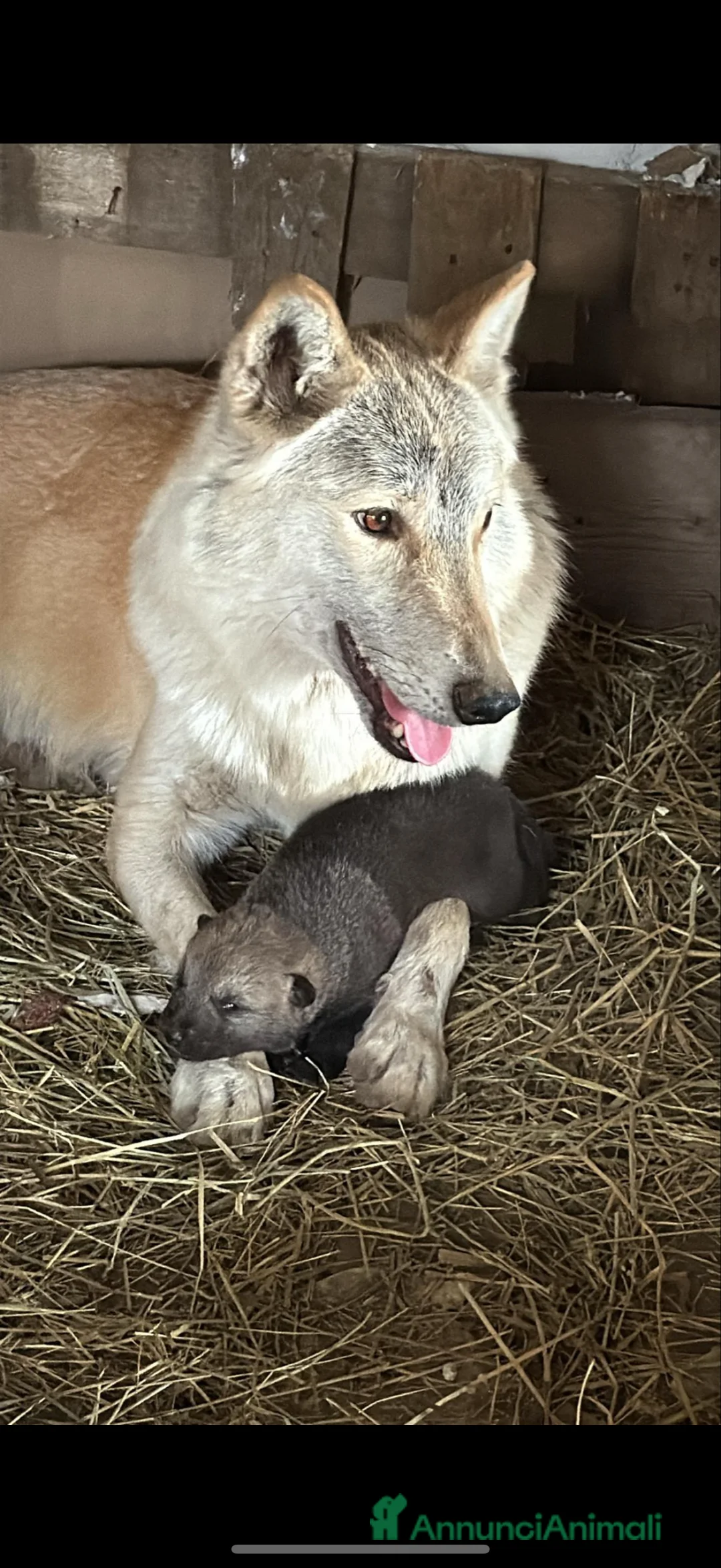 Lupo Cecoslovacco cani in vendita: Cuccioli lupo cecoslovacco  - Annuncio 2